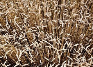 Посев, выращивание и подкормка озимой пшеницы